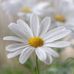 Judy Lippincott - Facebook