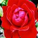 Judy Markham - Facebook