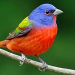 Judy McCarty - @birdsong1397 - Instagram