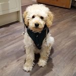Judy McMaster - @honeyandtess3 - Instagram
