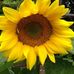 Judy McNally - Facebook