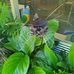 Judy Merrick - Facebook