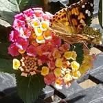 Judy Millard - @judymillard14 - Instagram