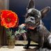 Judy Nesbit - Facebook