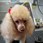 Judy Noah - @toesntails - Instagram