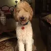 Jude Opperman - @judeopperman - TikTok