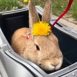Honney Bunny - @judy_peppercorn - Instagram