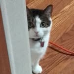 Sgt. Judy Pepper - @sgtjudypepper - Instagram