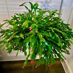 Judy Register - @judyregister - Instagram