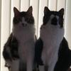 Judy Ringler Kelley - @judyringlerkelley - TikTok