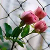 Judy Rivero - @user301805765 - TikTok