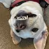 Daisy Sue - @judyroby8 - TikTok