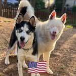 Judy Rough - @bella_grace_rough_akita_ - Instagram