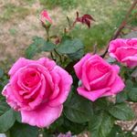 Judy Rowan - @judy.rowan.9 - Instagram