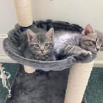 Judy Saucier - Facebook