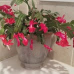 Judy Schell - Facebook