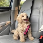 Judy Shook - @abby_the_pompom - Instagram
