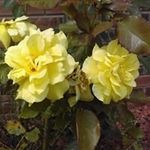 Judy Shupe - @judyshupe2 - Instagram