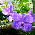 Judy Springston - Facebook