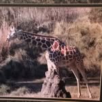 Judy Steffens - @judy.giraffe - Instagram