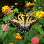 Judy Steiner - @kajam3 - Instagram