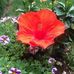 Judy Strother - Facebook