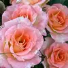 judy_sutter - @judy_sutter - TikTok