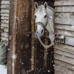 Judy Schultheis - @schultheisjudy - Instagram