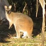 Judith Wakeman - @wallabyj55 - Instagram