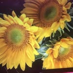Judy Whitehead - @zegendithuis - Instagram