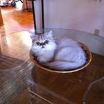 Judy Whitehead - @lionlovemagic - Instagram