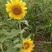 Judy Wickham - Facebook