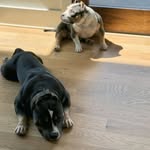 Julia + Ceasar - @mogul_bullies - Instagram