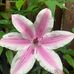 Julie White - Facebook