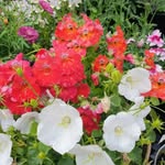 Jules Anderson - @jules_fife_gardener - Instagram