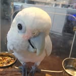 sophie - @jules.goffincockatoo - Instagram