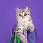 Juliakambourov - @jules_wolf07 - Instagram
