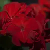 Julia Albert - @_.deltedaccount._ - TikTok