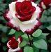 Julie Arnett - Facebook