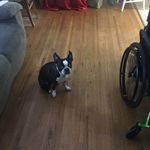 Julia Ayers - @horseloverobsessed - Instagram