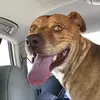 Julie Basham - @rescuepitbull - TikTok