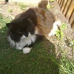 Julie Batchelor - @julie.batchelor.775 - Instagram
