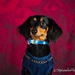 Julia Belcher - @doxietails - Instagram