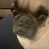 Ilovemydog - @juliagoldblatt - TikTok
