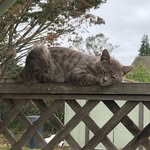 Julia Blevins - @jocular_hobbies - Instagram