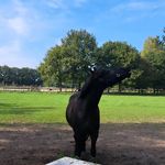 ❤️Julia🐴boyd - @julia._.boyd - Instagram