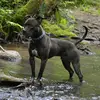 Julia Broussard - @petpits - TikTok