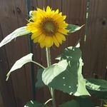 Julie Burkett Threet - @threetjulie - Instagram