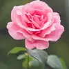 Julia Chee662 - @juliachee0 - TikTok