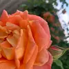 julias_close - @julias.close17 - TikTok